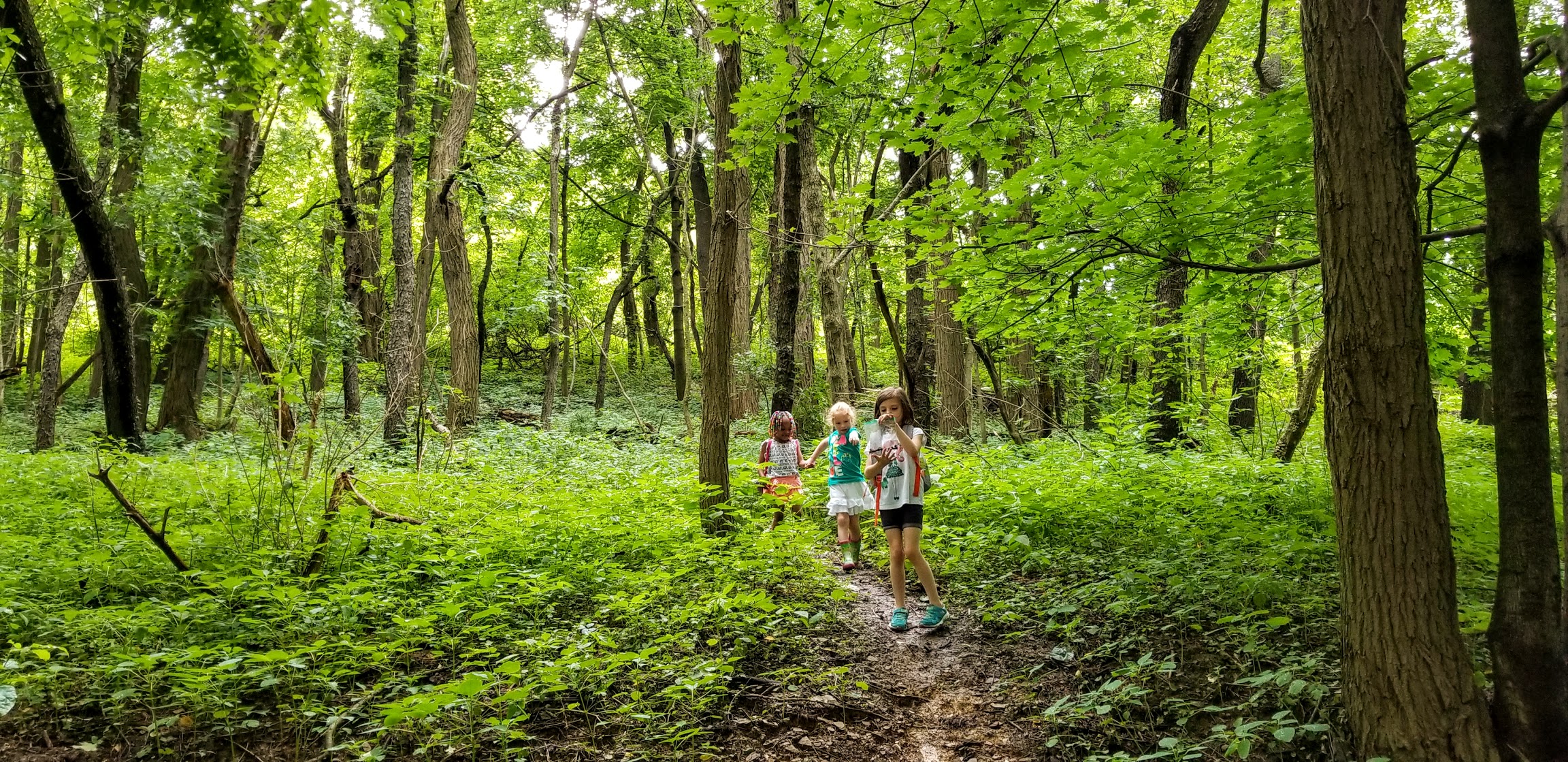 Explore Seldom Seen Greenway – The Forest in Beechview’s Backyard