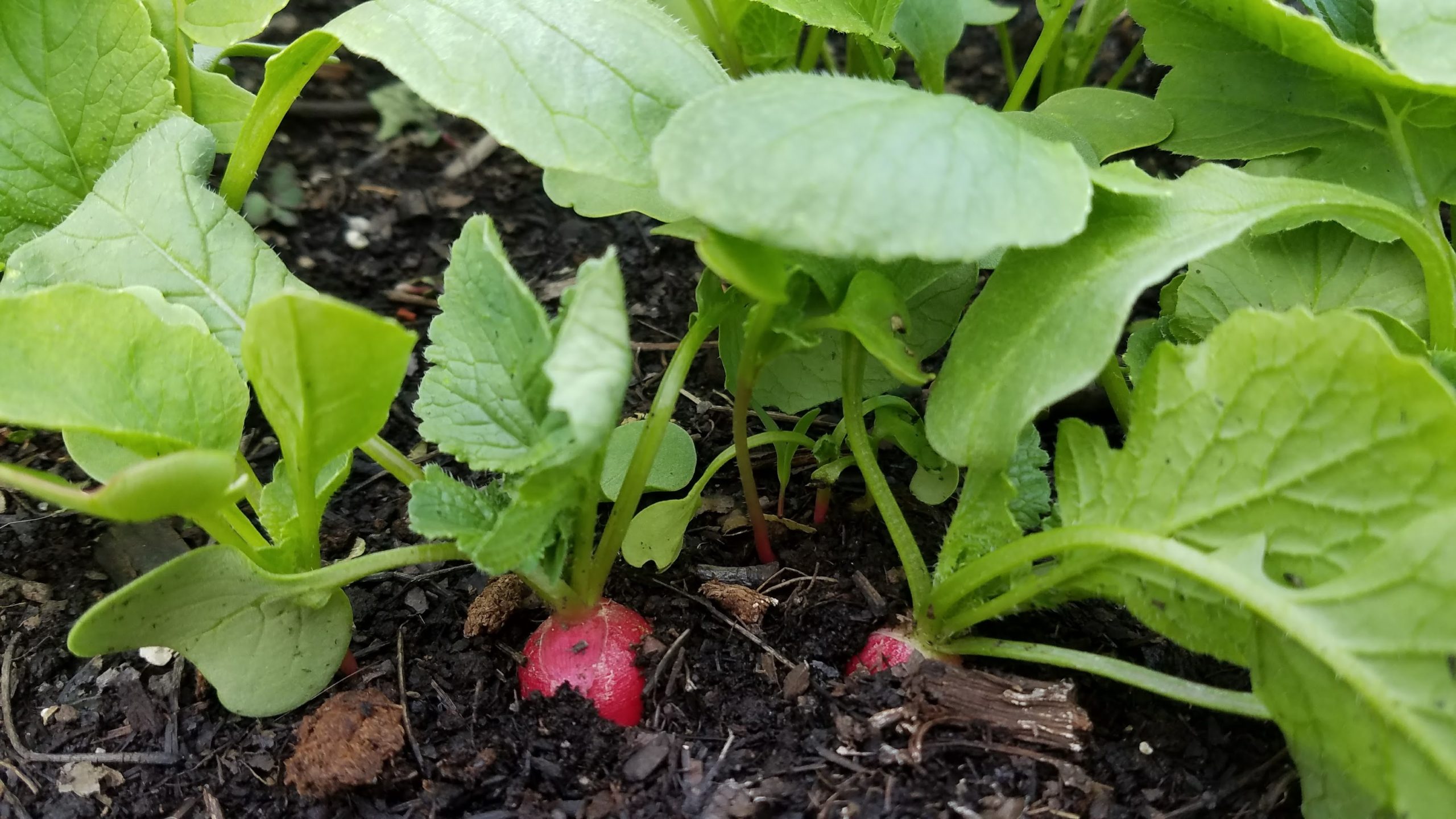 How does our garden grow?